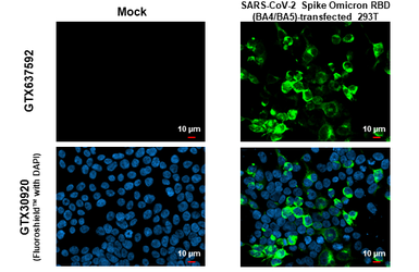 Anti-SARS-CoV-2 (COVID-19) Spike RBD Omicron antibody [HL1867] used in Immunocytochemistry/ Immunofluorescence (ICC/IF). GTX637592